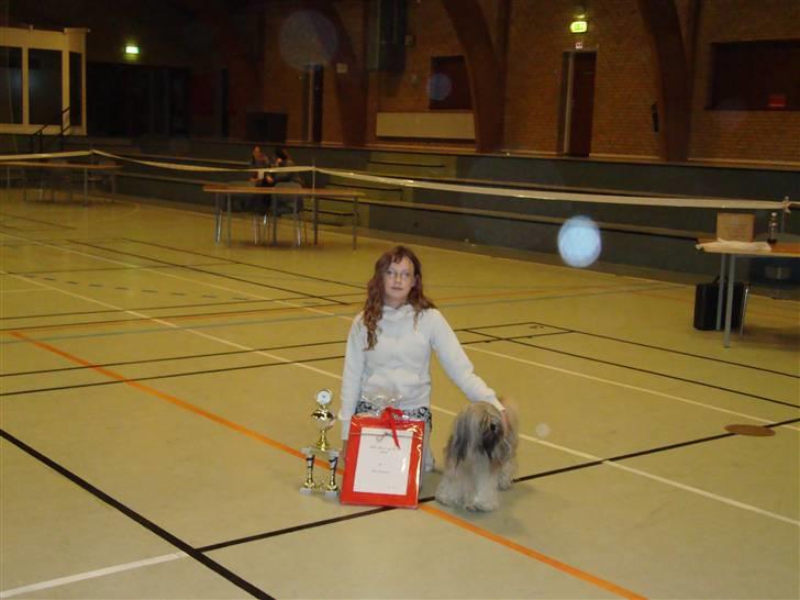 Lhasa apso Syrenens Casino Royale - Tulle og Roy blev årets junior og hund i 2010 billede 4