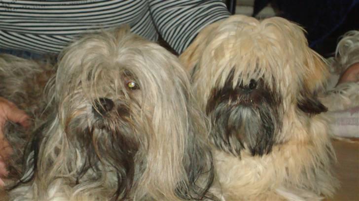 Lhasa apso Syrenens Casino Royale - Far Roy og Hans søn Lhasa-De-Luxe´s Bernard billede 5