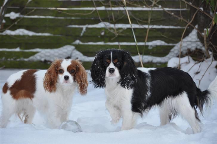 Cavalier king charles spaniel Cuba billede 19