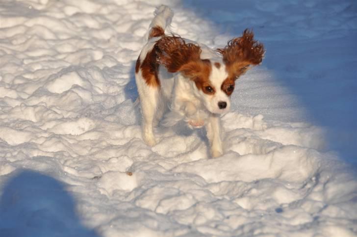 Cavalier king charles spaniel nala billede 16