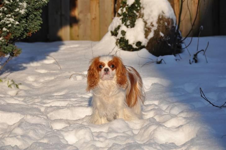 Cavalier king charles spaniel milo billede 18