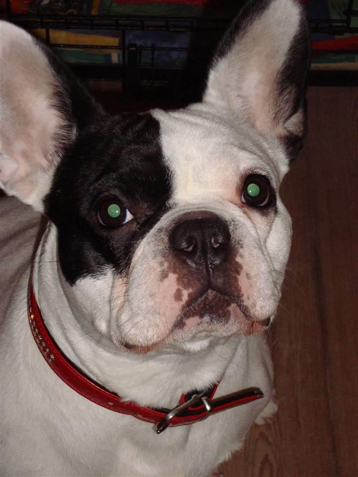 Fransk bulldog Josie R.I.P billede 20