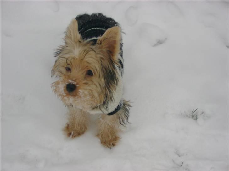Yorkshire terrier Audi - Jeg er en ægte "Sne dykker":) Jeg elsker SNE!! billede 9