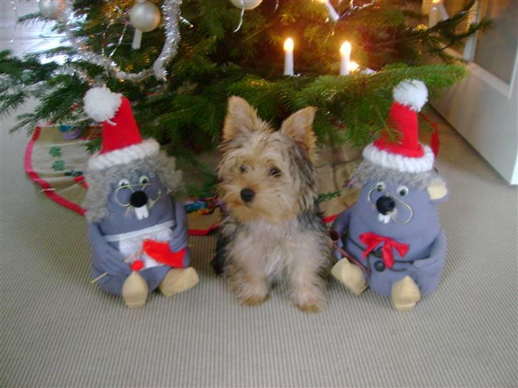 Yorkshire terrier Audi - Okay jeg sidder pænt nu..:/:) billede 11