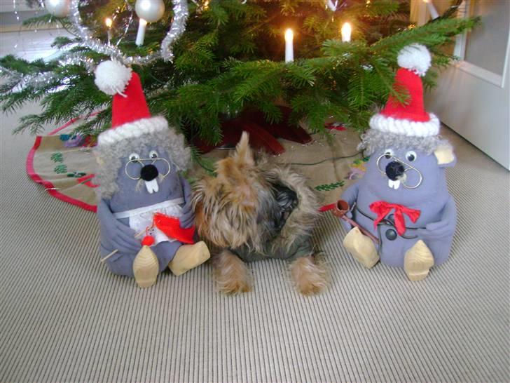 Yorkshire terrier Audi - Hvem sagde Godbidder?? billede 12