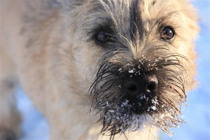 Cairn terrier Ludvig Holberg(Barcardi) - helt op i kameraet :-D  billede 5