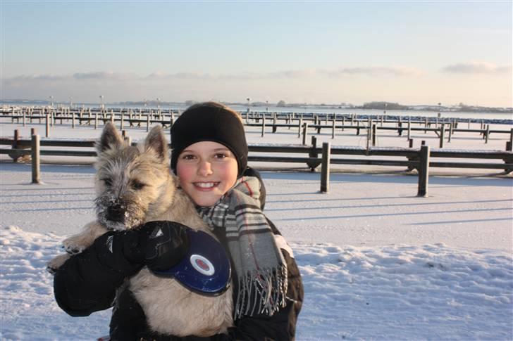 Cairn terrier Ludvig Holberg(Barcardi) - emma og nulle.. billede 6