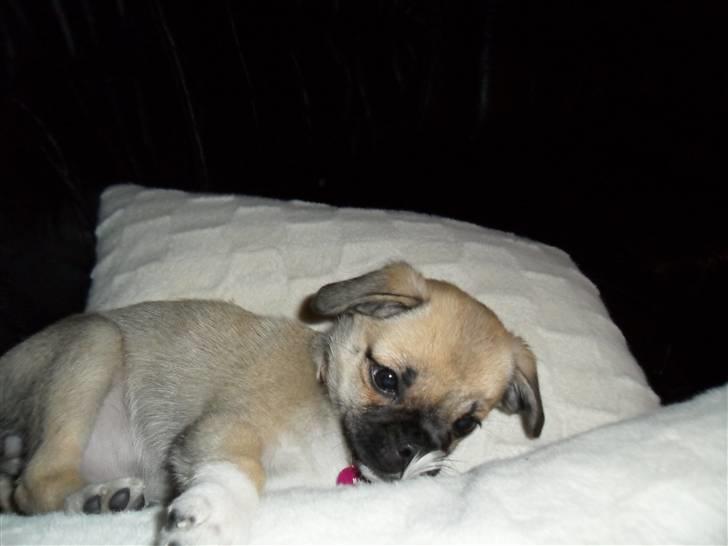 Blanding af racer Nala billede 6