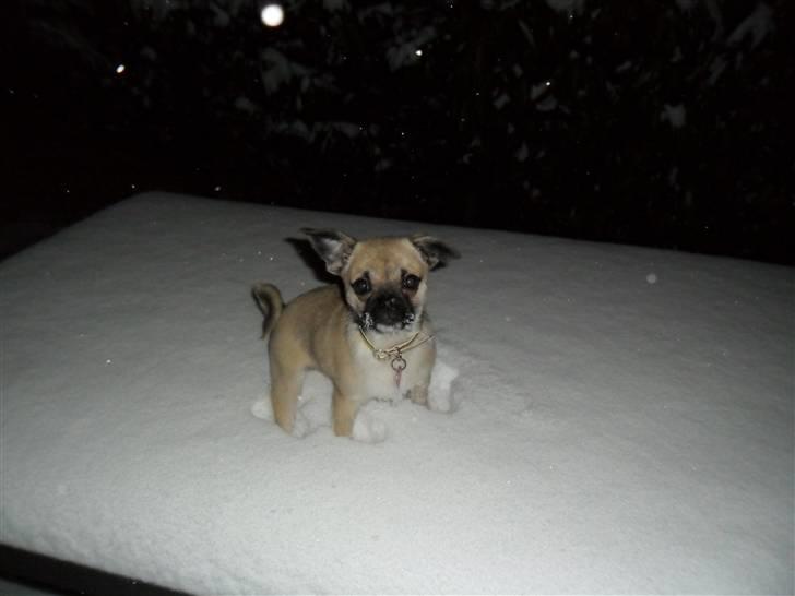 Blanding af racer Nala billede 7