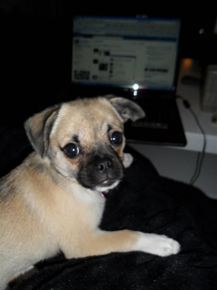 Blanding af racer Nala billede 8