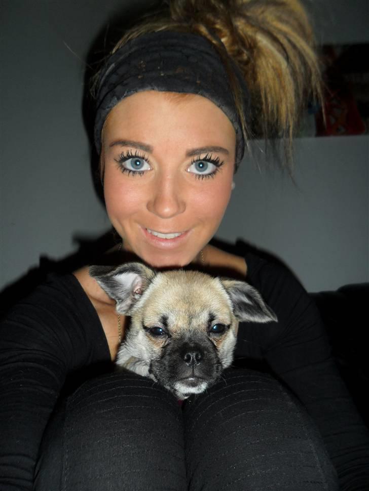 Blanding af racer Nala billede 9