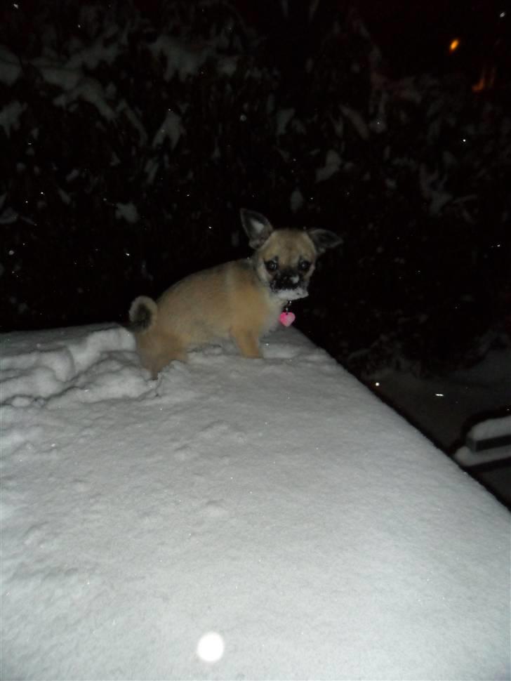 Blanding af racer Nala billede 10