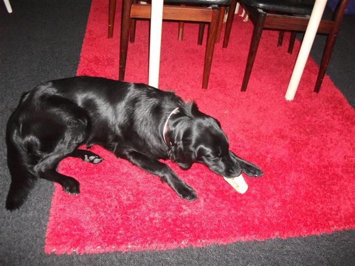 Flat coated retriever Alma - engle barnet/koldbøtte - 05-12-2010 billede 14