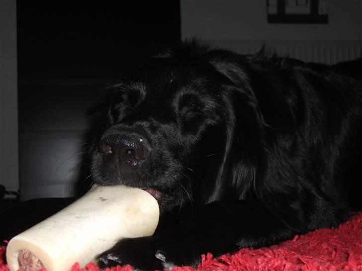 Flat coated retriever Alma - engle barnet/koldbøtte - 05-12-2010 mmmm frossen ben med fyld ;) billede 15