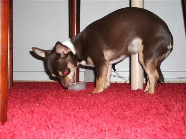 Chihuahua Aio - djævlens barn ;) billede 15