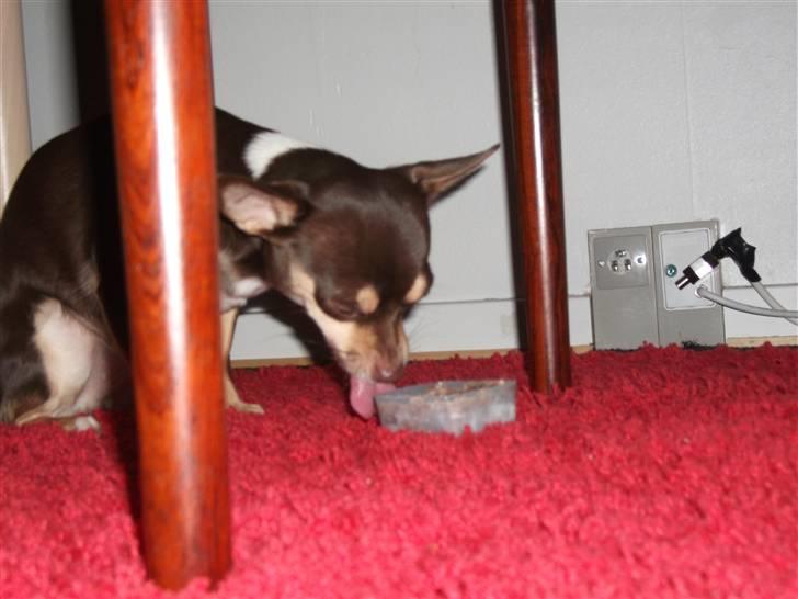 Chihuahua Aio - djævlens barn ;) - 05-12-2010 mmm frossen dåse mad i bøtte... billede 16