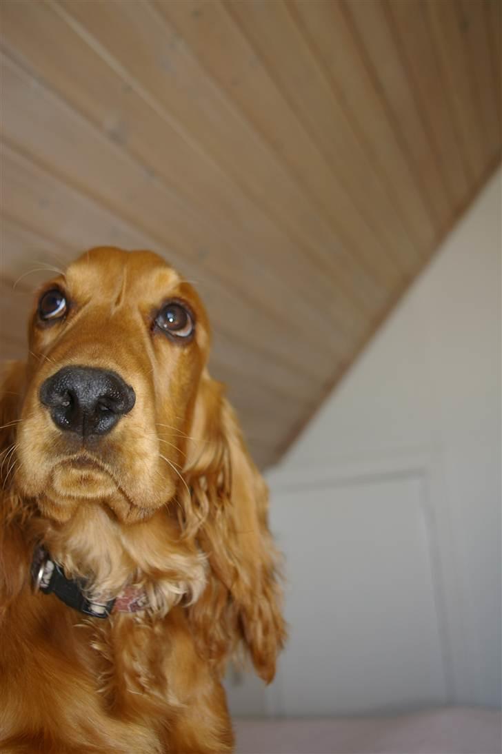 Cocker spaniel Balou billede 16