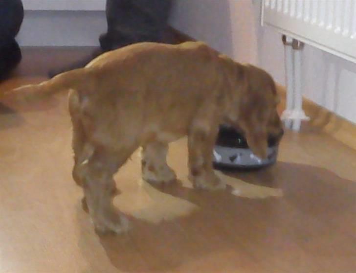 Cocker spaniel Balou billede 7