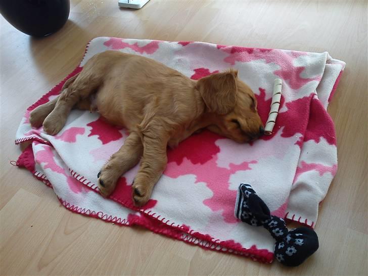 Cocker spaniel Balou billede 2