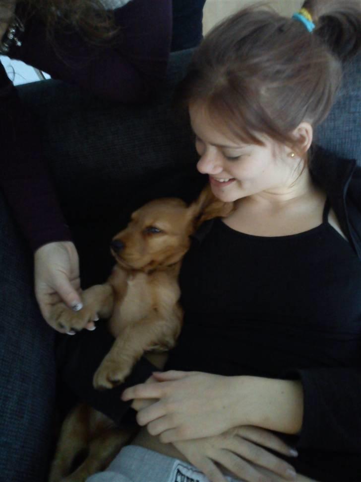 Cocker spaniel Balou billede 10