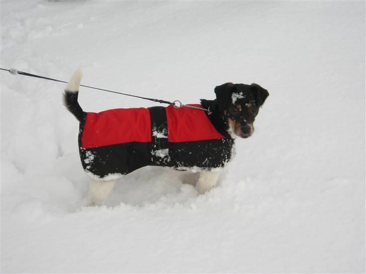 Dansk svensk gaardhund King - King i sneen som han ELSKER at lege i :) (4 år) billede 13