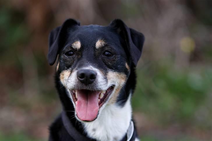 Dansk svensk gaardhund King - King i haven (9 år) billede 14