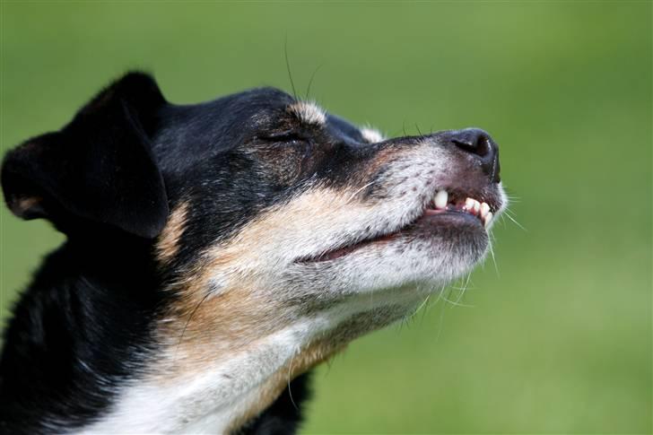 Dansk svensk gaardhund King - King som sikkert har fået færten af en kat :) (9 år) billede 15