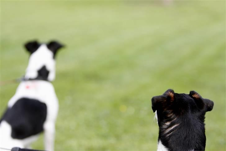 Dansk svensk gaardhund King - King og bror Lucky spejder efter katte og andre spændende dyr :) (9 år) billede 16