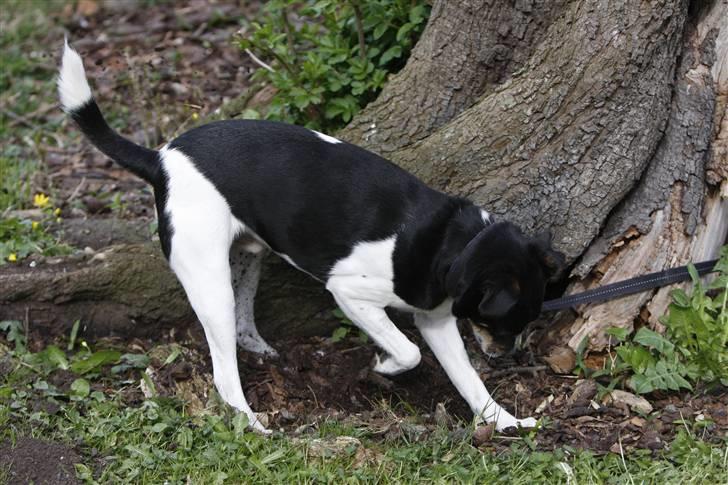 Dansk svensk gaardhund King - At hedde gårdhund er ingen hindring for at lege gravhund når chancen byder sig :) billede 17