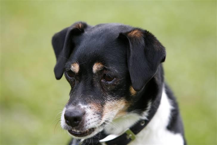 Dansk svensk gaardhund King - King i haven (9 år) billede 18