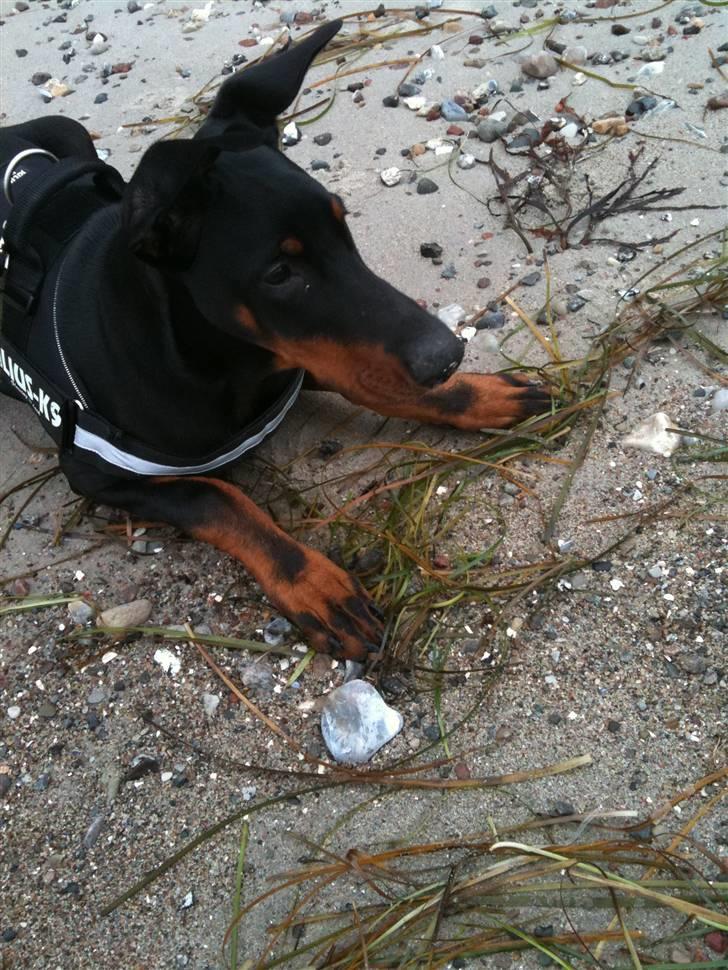 Dobermann milo himmelhund <3 billede 1