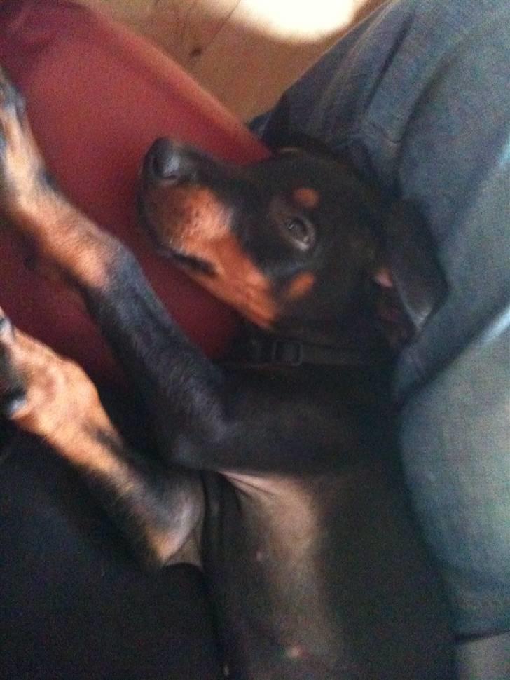 Dobermann milo himmelhund <3 billede 2