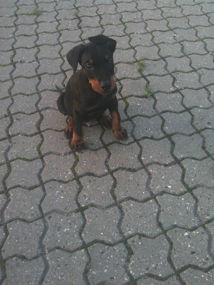 Dobermann milo himmelhund <3 billede 3