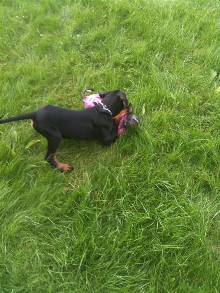 Dobermann milo himmelhund <3 billede 4