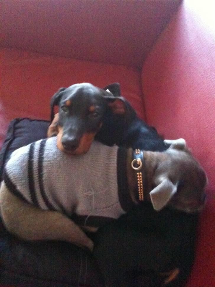 Dobermann milo himmelhund <3 billede 5