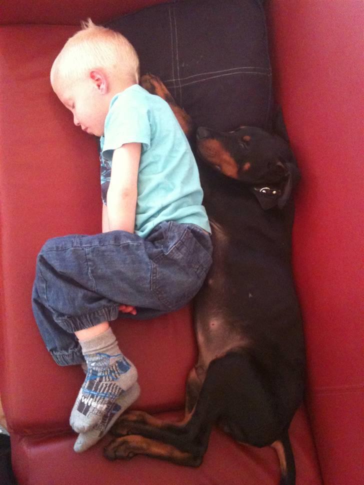 Dobermann milo himmelhund <3 billede 6