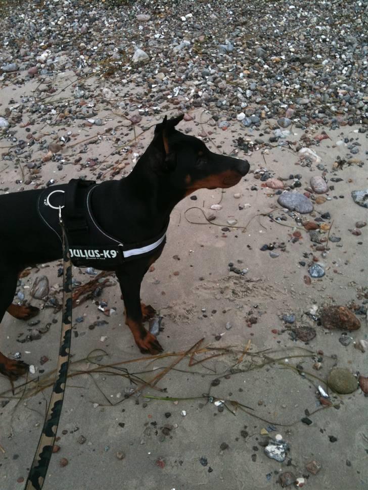 Dobermann milo himmelhund <3 billede 7