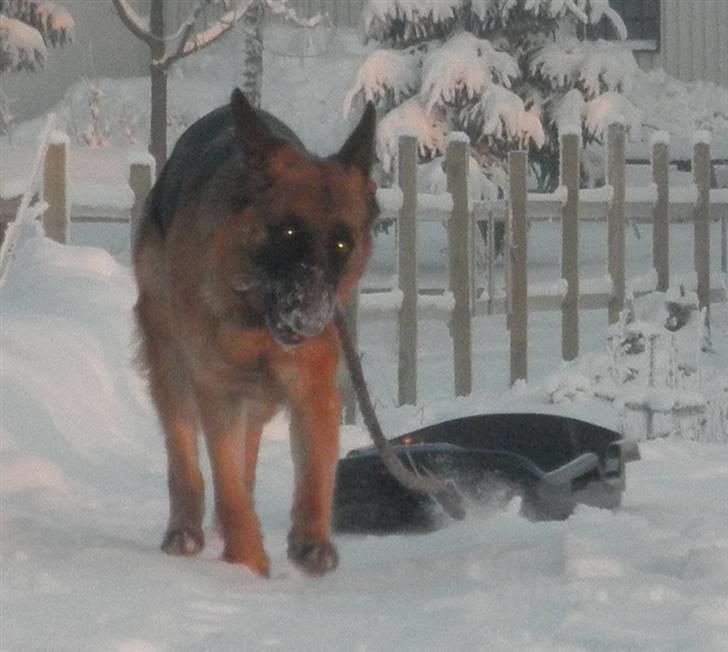 Schæferhund Team Sufra Fanti <3 billede 17