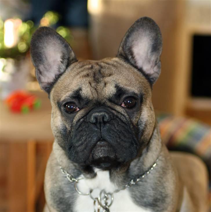 Fransk bulldog R.I.P. Balou 2013 - 3 år - 18 mdr billede 10