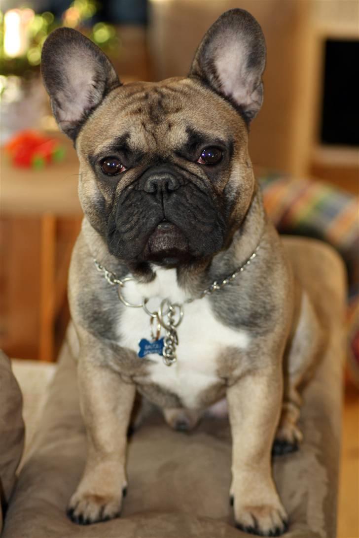 Fransk bulldog R.I.P. Balou 2013 - 3 år - 18 mdr billede 11