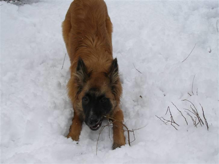 Belgisk hyrdehund Rico - bandit billede 12