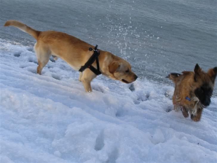 Belgisk hyrdehund Rico - de bader i grødis billede 13