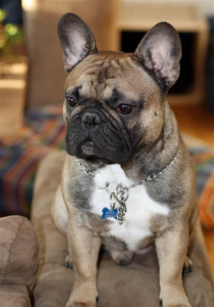 Fransk bulldog R.I.P. Balou 2013 - 3 år - 18 mdr billede 1