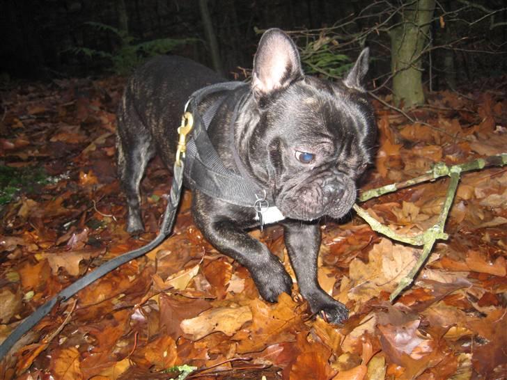 Fransk bulldog Gonzo aka. Gunnar - Skovtur - en fantastisk legeplads billede 1