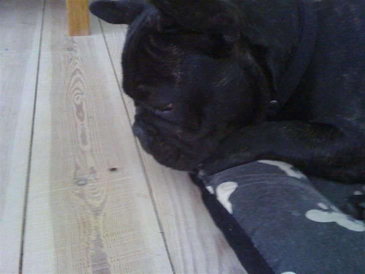Fransk bulldog Gonzo aka. Gunnar - DUMME flue - driller når man prøver at sove! billede 2