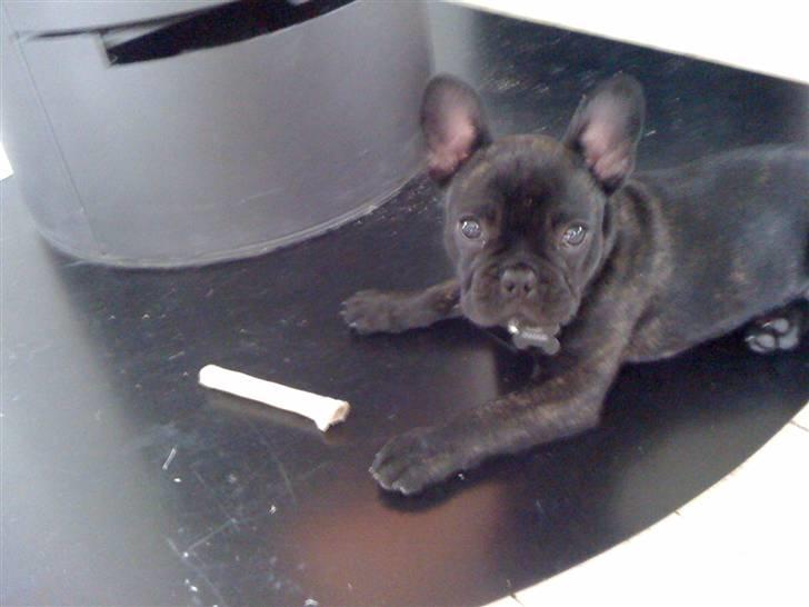 Fransk bulldog Gonzo aka. Gunnar - Dejligt at slappe af foran brændeovnen billede 4