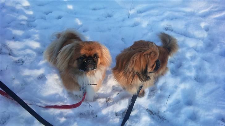 Pekingeser Pjævse - himmelhund  - Pjævse og Charlie i skoven billede 15