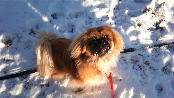 Pekingeser Pjævse - himmelhund  - Mors lille snehund ;o) billede 16