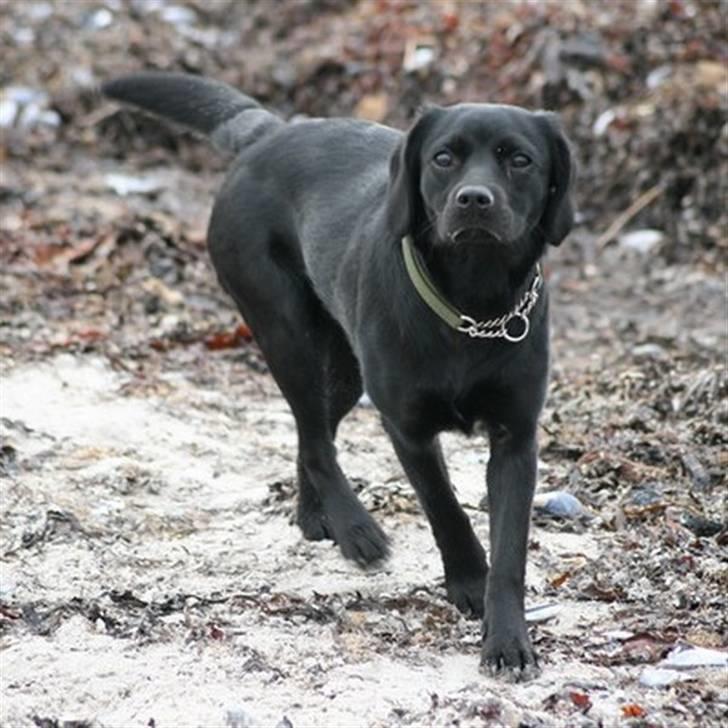 Blanding af racer Humle billede 20