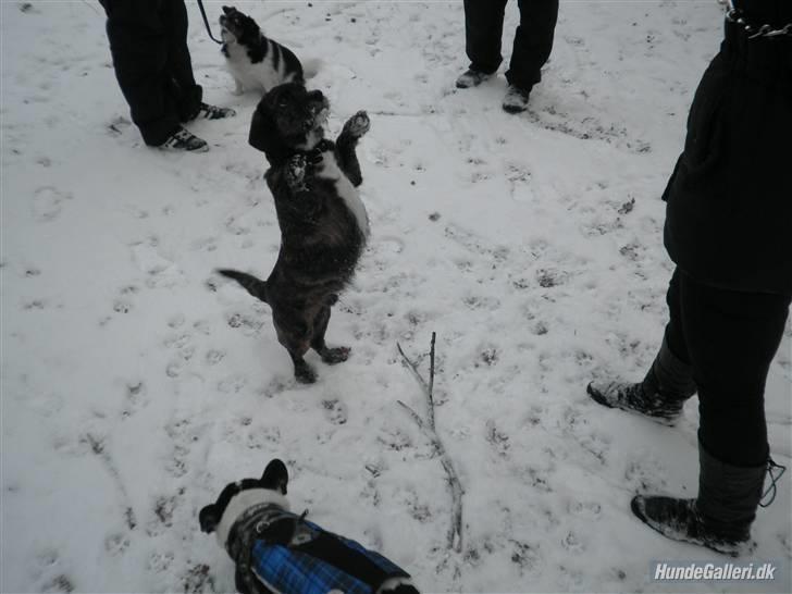 Blanding af racer Dalton billede 12